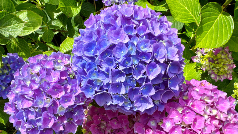 Pink, purple, and blue hydrangea blooms