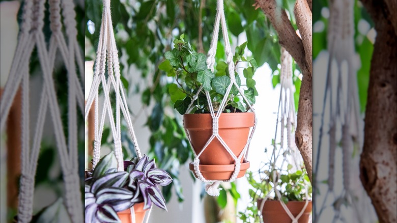 A trio of macramé plant hangers outside, holding potted plants
