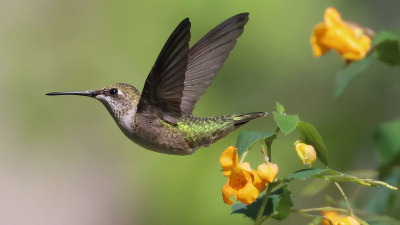 Hummingbird in flight near orange flowers