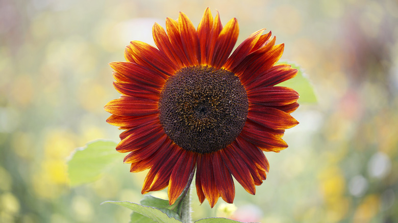 Red sunflower blooming in a garden