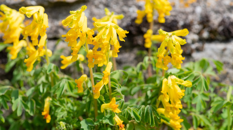 Yellow corydalis flowers sprouting in a vibrant garden