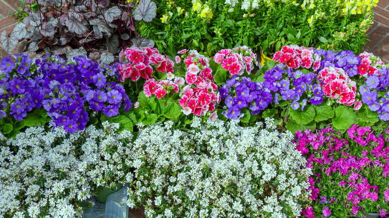 A bright, vibrant mixture of spring flowers in full bloom