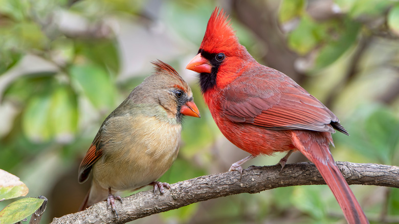 Male and female cardinals on branch