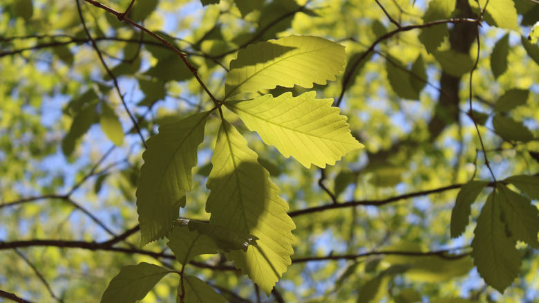 Close-up shot of swamp chestnut oak leaves
