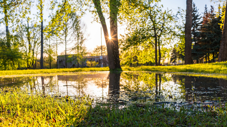 Tree-lined yard with a large area of soggy ground