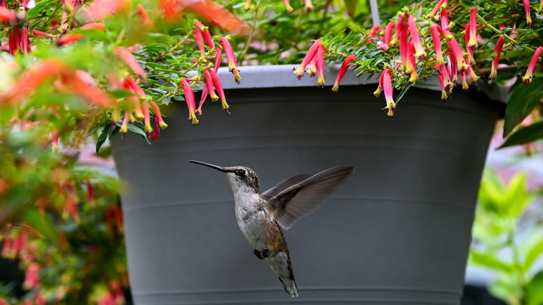 hummingbird visiting coral honeysuckle in potted plant