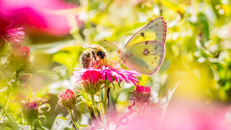 Bumble bee and brimstone butterfly visiting bright pink blossom