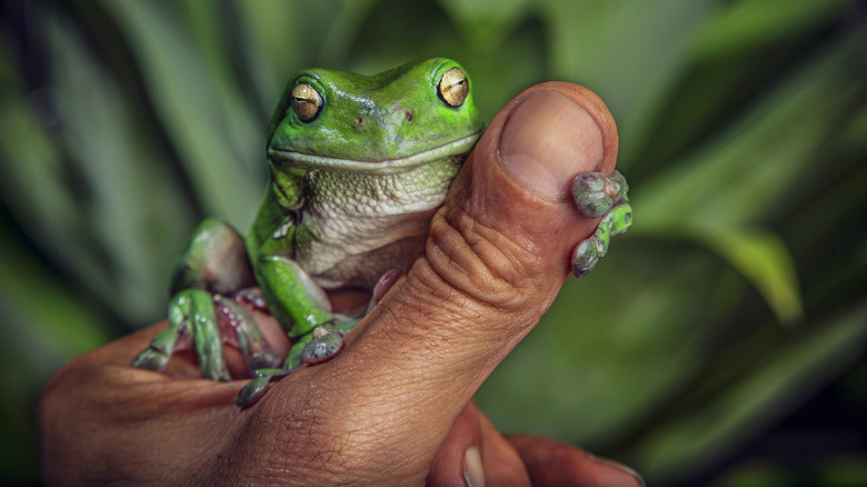 A close-up of a frog holding onto someone's thumb with lush greenery in the background