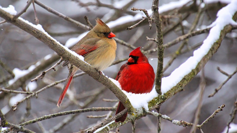 A pair of cardinals sitting on snow-covered branches.