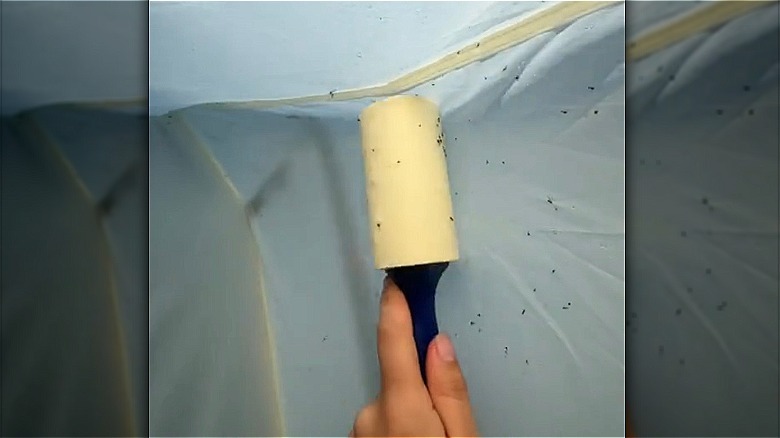 Lint roller picking up bugs and dust off of tent walls