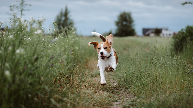 A dog runs wild off its leash