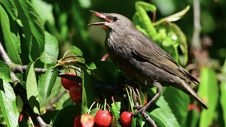 a starling eats ripe cherries on a tree