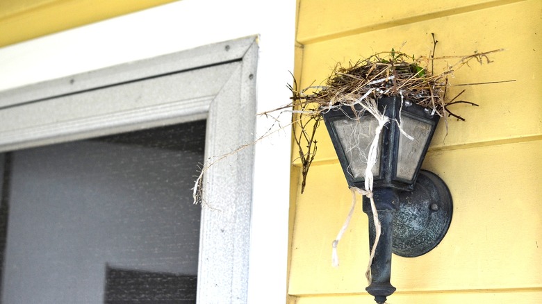 bird nest built on a porch light