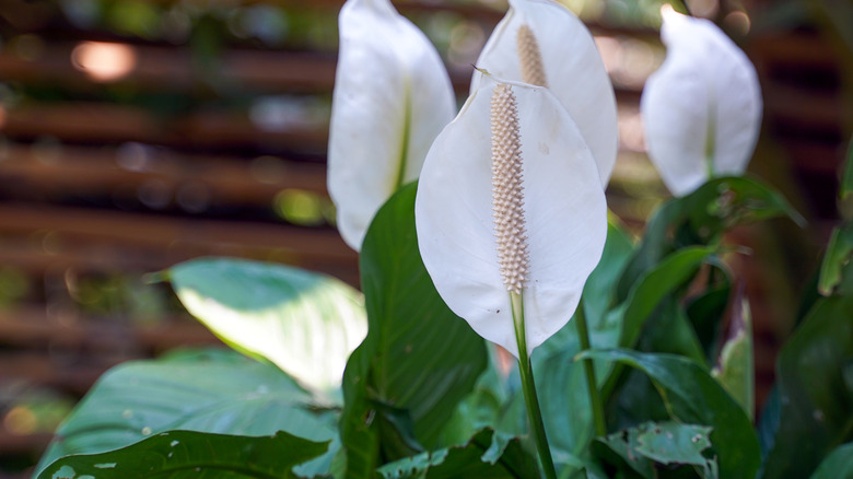 closeup of a peace lily