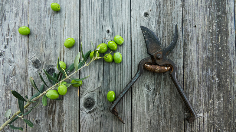 Rusty garden shears and green olives on a wooden surface