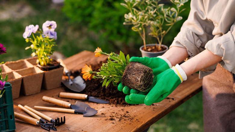 A gardener repotting flowers with several garden tools