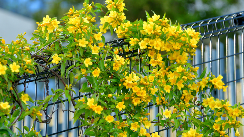 Carolina jessamine climbing a metal fence