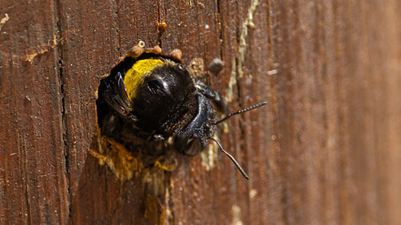 Carpenter bee emerging from hole in wooden plank