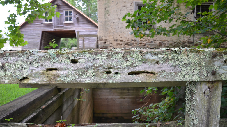Wooden fence with carpenter bee holes