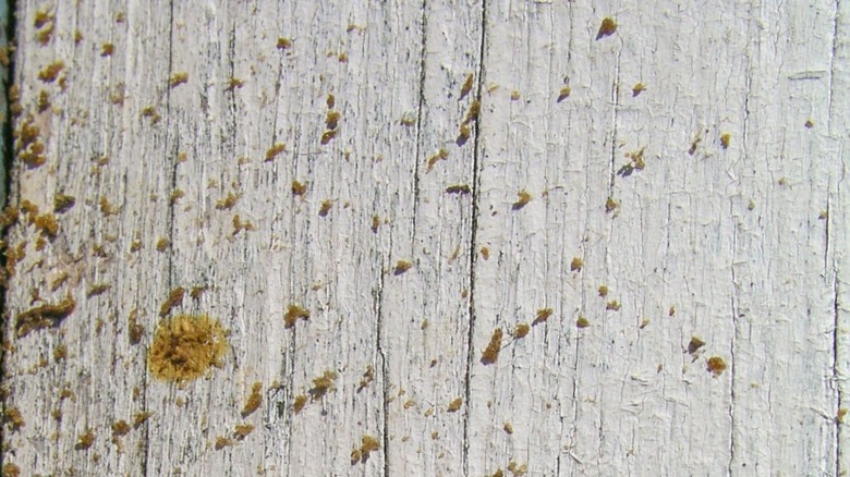 Stain from bee excrement