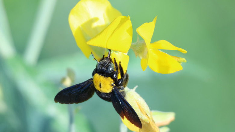 Carpenter bee on a yellow flower