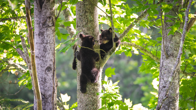 two bear cubs in tree in Cades Cove