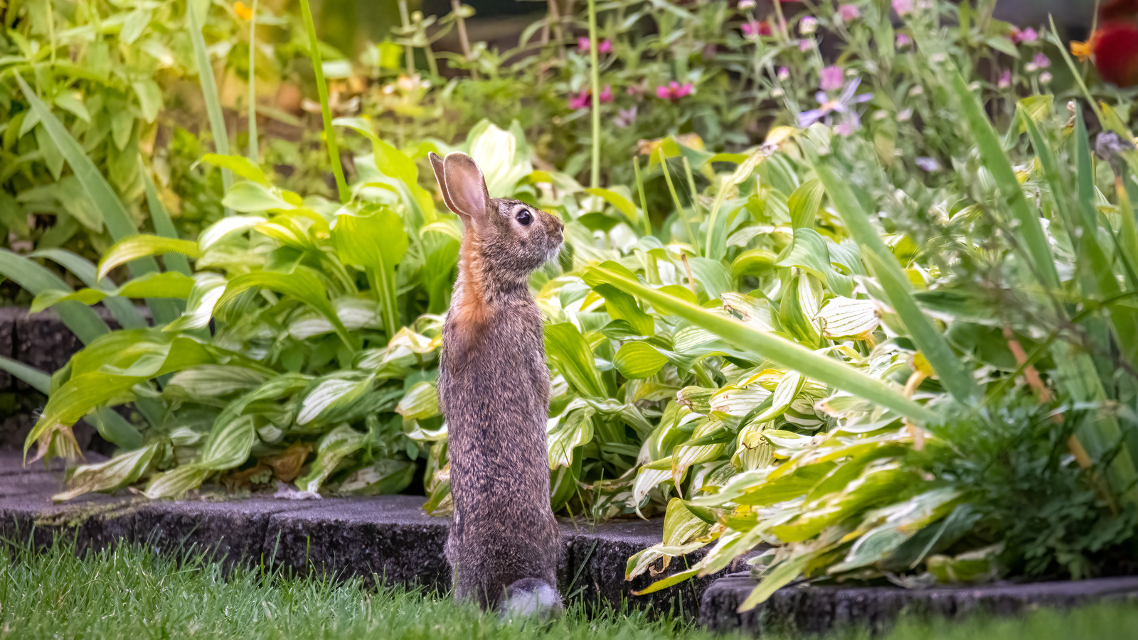 Pepper Rabbit Animal Cayenne Pepper Is The Secret To Humanely Banishing Rabbits From Your Garden