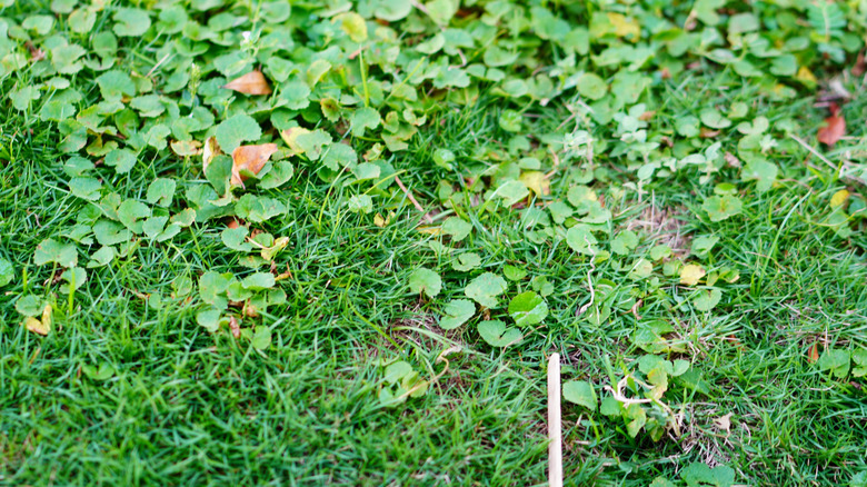 Clover and other weeds peeking through the grass