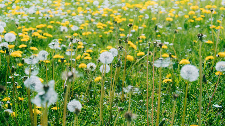 A lush, green lawn loaded with dandelions and other weeds