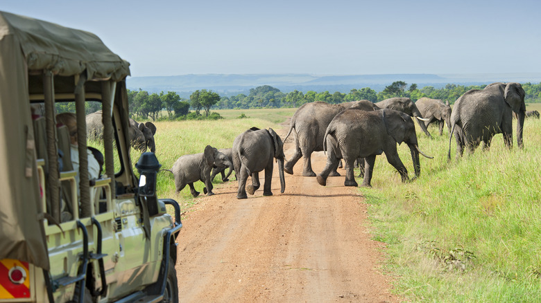 Safari van behind passing herd of elephants