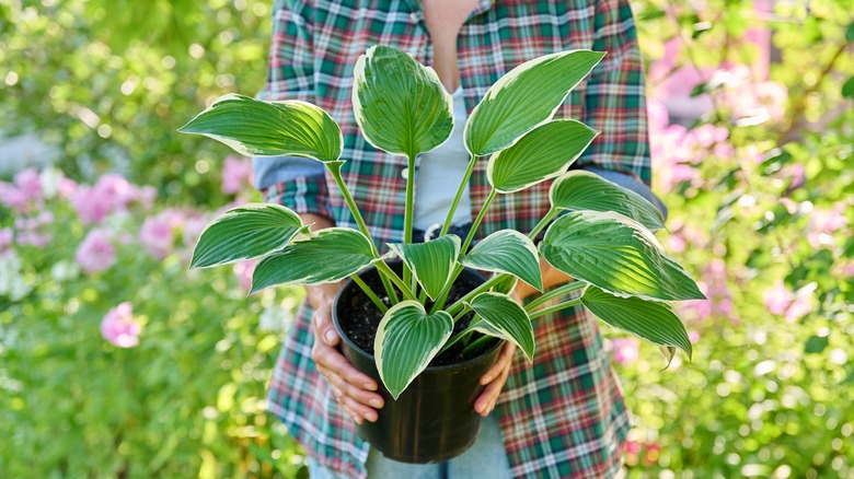 Female gardener carrying hosta plant