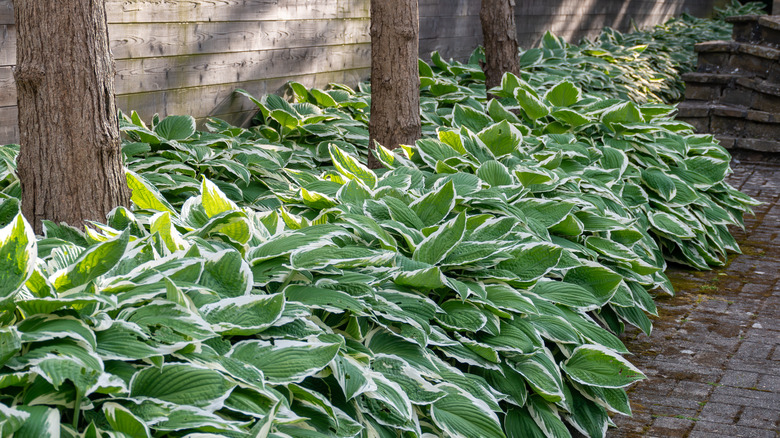 Green hostas planted along a walkway