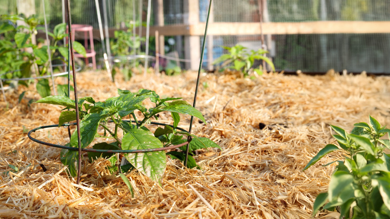 Pepper plants growing in garden mulched with straw