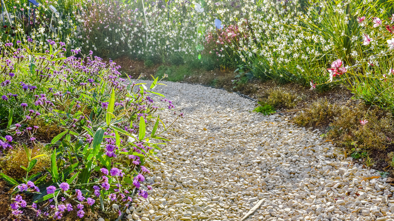 Gravel path surrounded by blooming wildflowers
