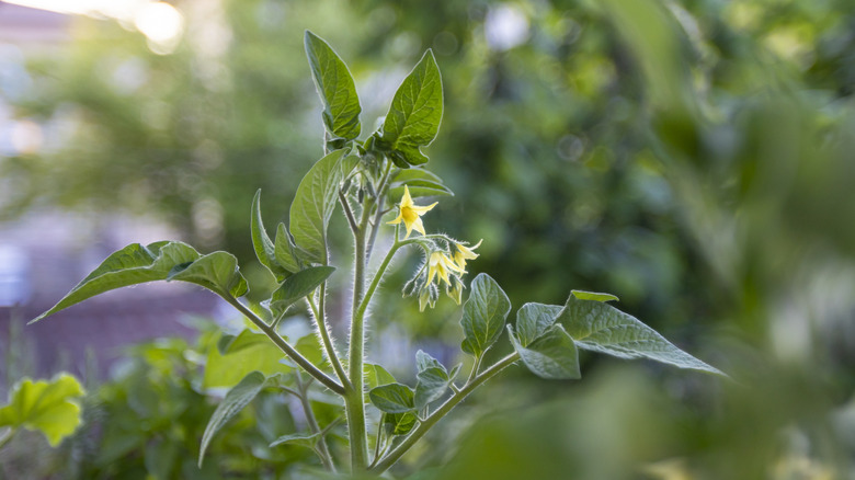 A tomato seedling with yellow flowers on it
