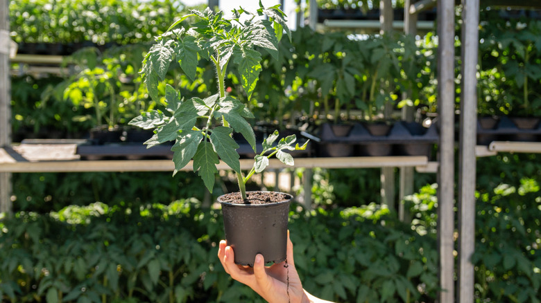 Hand holding potted tomato plant in front of a seedling display