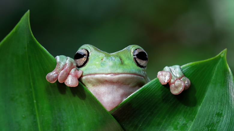 Frog peeking over some leaves