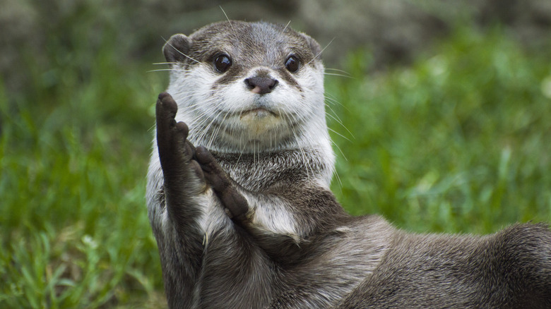 Otter clapping for the camera