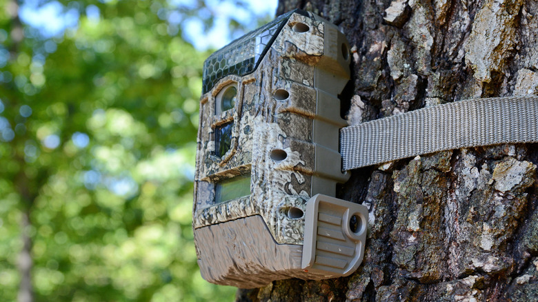Trail cam strapped to a tree