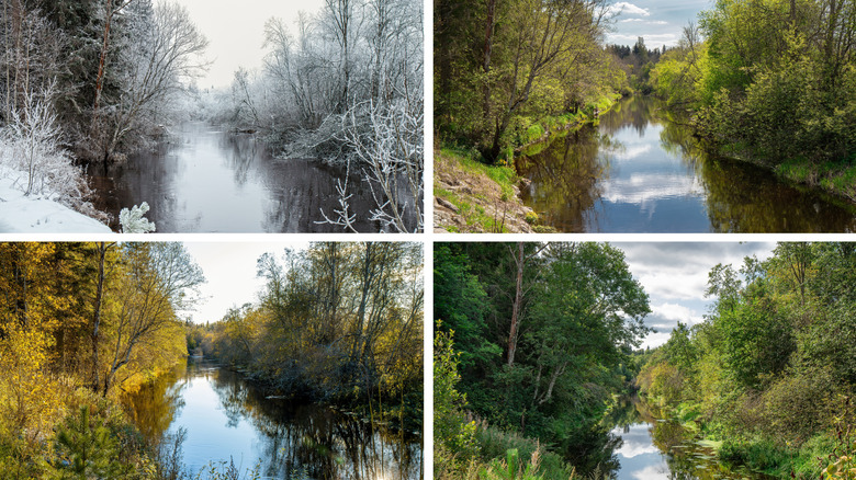 Forests through all four seasons