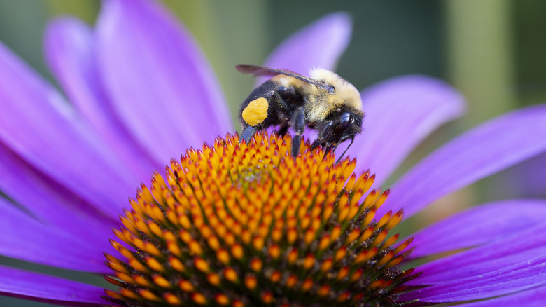 American bumblebee on a sunflower