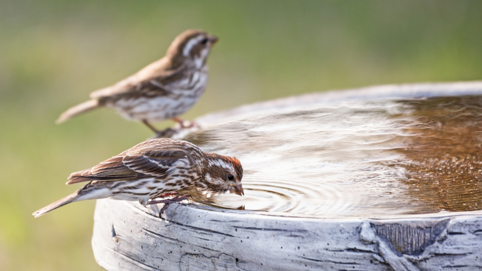 What Happens When You Feed a Bird Alka Seltzer: Shocking Truth Revealed