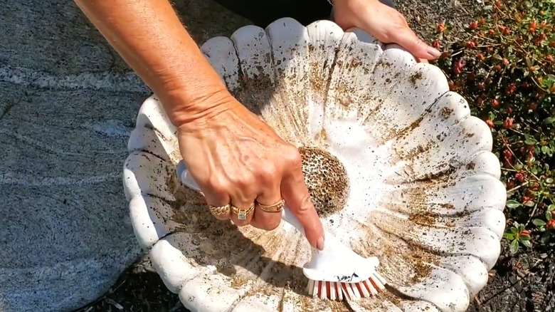 Scrubbing a birdbath clean