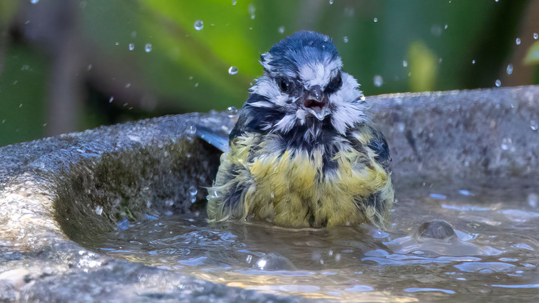 A bird enjoying a bath
