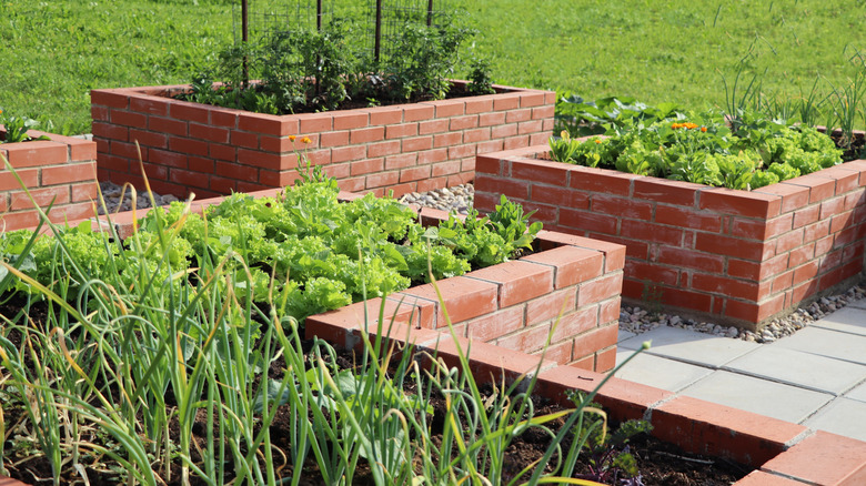 Raised garden beds made with bricks
