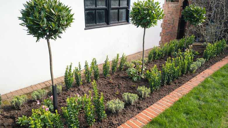 A flower bed edged with red bricks