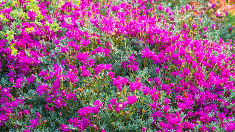 A large, dense patch of 'firewitch' dianthus (Dianthus gratianopolitanus)
