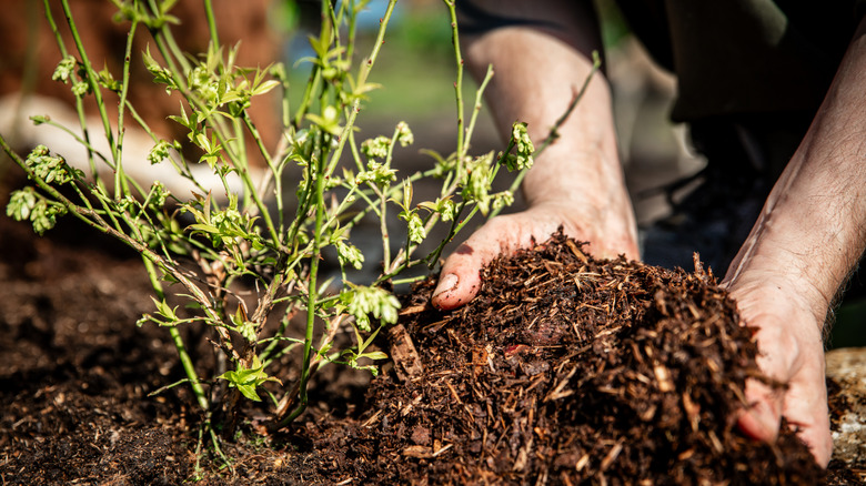 Man spreading mulch around a young plant