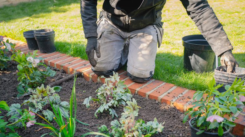 Man kneels on brick edge of flower bed