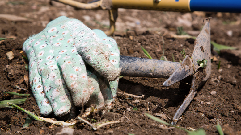 Dirty gardening tools and gloves on soil